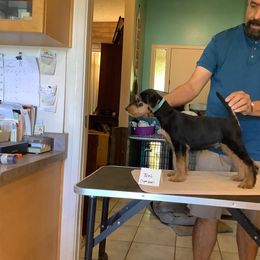 Airedale Terrier Puppies from Topline Airedale Terriers