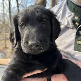 Yellow Boy - Black male Flat-Coated Retriever puppy in Stevensville, Michigan from Grand Mere Flat Coated Retrievers
