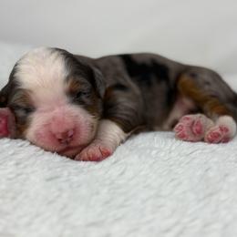 Lyric - Blue merle female Bernedoodle puppy in Fleming, Colorado from Vandenbark Doodles