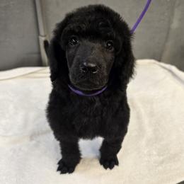 Black Abstract Female - Black female Poodle puppy in Patterson, California from Paterson Poodles