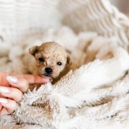 Micro - Cream female Poodle puppy in Chapel Hill, North Carolina from Cyndi’s Poodles