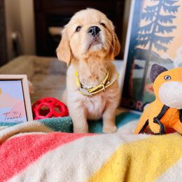 Golden Retriever Puppies from TaylerMade Goldens