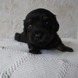 Plum - Black and cream male Dachshund puppy in Venice, Florida from Crowline Kennels