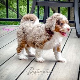 Taylor - Red merle female Aussiedoodle puppy in Kennesaw, Georgia from Distinctive Doodle