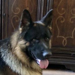 Yuri - German Shepherd
