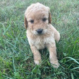 Cappuccino - Apricot female Goldendoodle puppy in Warren, Michigan from Annette Patterson