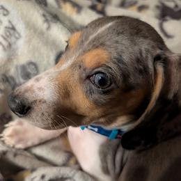 Huckleberry - Dachshund