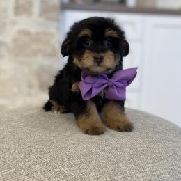 Bernedoodle, Cavapoo, Havanese, and Havapoo Puppies from Lady Paws Puppies - Cassie