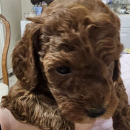 Girl 1 black - Poodle puppy from Sondra's Miniature Poodles