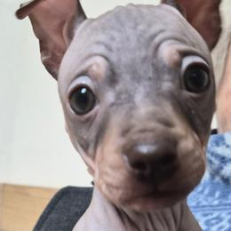 Uno - Chocolate male American Hairless Terrier puppy in Claremont, New Hampshire from Melanie Bell