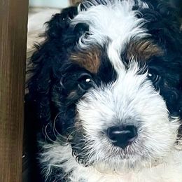 Onyx - Bernedoodle puppy from Hope Valley Doodles