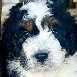 Onyx - Bernedoodle puppy from Hope Valley Doodles