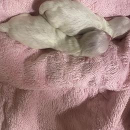 Boy 2 - White male Maltese puppy in Wilson, New York from Maltese By Valerie
