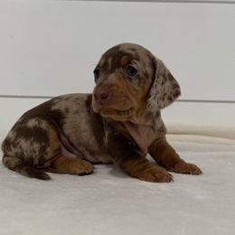 Butterscotch - Dapple female Dachshund puppy in Callahan, Florida from Little Foot Kennels