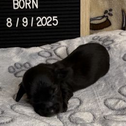 Alecia Pink Tiny Dancer Dachshund's - Sable female Dachshund puppy in Tacoma, Washington from Tiny Dancer Dachshunds