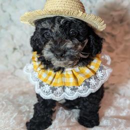 Marley - Black white and silver female Shihpoo puppy in Rockledge, Florida from Bellady's Shihpoos