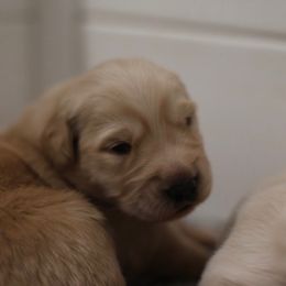Male pup - Golden male Golden Retriever puppy in Lemoore, California from UnrivaledGoldens