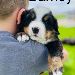 Barney - Black rust and white male Bernese Mountain Dog puppy in Paradise Valley, Nevada from Bayles Berners