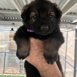 Purple - Sable female German Shepherd puppy in San Antonio, Texas from Grendelhaus Shepherds