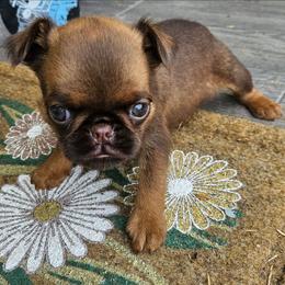 Choc Tan girl - Brown female Brussels Griffon puppy in Huntsville, Alabama from Tammy's Brussels
