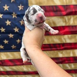 Independence - Harlequin female Great Dane puppy in Rosharon, Texas from Parker's Great Danes