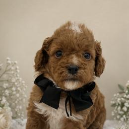 Black bow - Red male Cavapoo puppy in Waskom, Texas from Pearls & Curls doodles & poodles