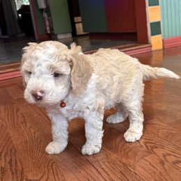 Orange - Orange roan male Lagotto Romagnolo puppy in Alsea, Oregon from Stan and Merrie's Lagotto Romagnolo