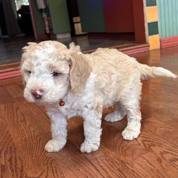Orange - Orange roan male Lagotto Romagnolo puppy in Alsea, Oregon from Stan and Merrie's Lagotto Romagnolo