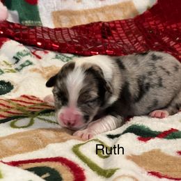 Ruth - Blue merle female Australian Shepherd puppy in Howardsville, Virginia from Spectacular Aussies and Cavaliers