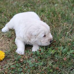 Maxbo - Light golden male Golden Retriever puppy in Fredericksburg, Ohio from Golden family companion's