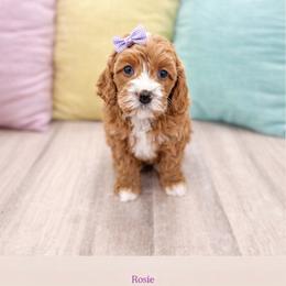 Rosie - Red female Cavapoo puppy in Ormond Beach, Florida from Florida Coast Doodles