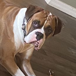 Boxers from TKR Boxers