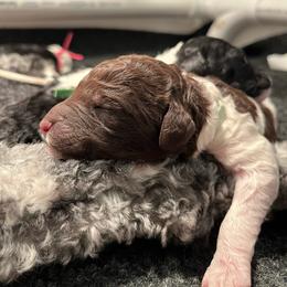 Light Blue - Parti male Poodle puppy in Wilkes Barre, Pennsylvania from Apricity Poodles