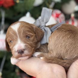 Yukon -Gray collar male - Red  male Goldendoodle puppy in Yuciapa, California from AlltheDoodlez_
