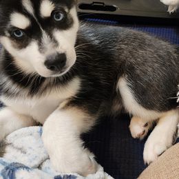 Pomsky Puppies from Way too cute Pomskies