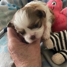 Boy 1 - Brindle male Shih Tzu puppy in Lebanon, Tennessee from Jan’s Shihtzus