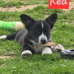Red - Black and white male Cardigan Welsh Corgi puppy in Lynchburg, Ohio from Old Iron Farm