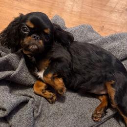 Tigerlilly - Black and tan female English Toy Spaniel puppy in Pennsylvania from Enchanting Charlies