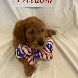 Goldendoodle Puppies from OnlyGoldendoodles