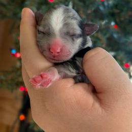 Peace - Blue merle female Toy Australian Shepherd puppy in Quincy, Michigan from Ivy Meadows and Friends