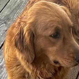 Poppy - Golden Retriever