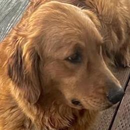 Poppy - Golden Retriever