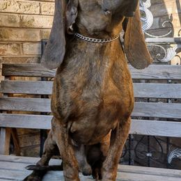 Dex - Colombian Fino Hound