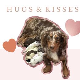 Taffy - Dapple male Dachshund puppy in Paw Paw, Michigan from Mulberry Meadow Farms