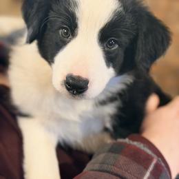 Border Collie Puppies from Cahill’s Canines