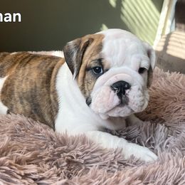 Bulldog Puppies from Mary Estabrook