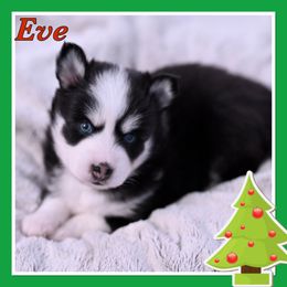 Eve - Black and white Pomsky puppy in Wisconsin from Sugar Maple Pomskies