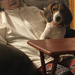 Beagle All Grown Up from Rustic Farm Sporting Beagles