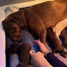 Lola - Labrador Retriever