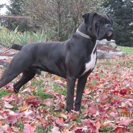 Titan - Boxer